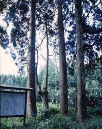 島津忠国の誕生杉の写真