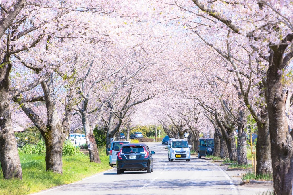 垂水公園の桜の写真
