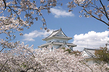 天ヶ城と桜イメージ画像