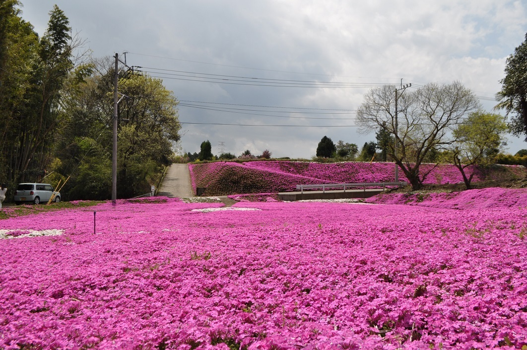 芝ザクラ.JPG