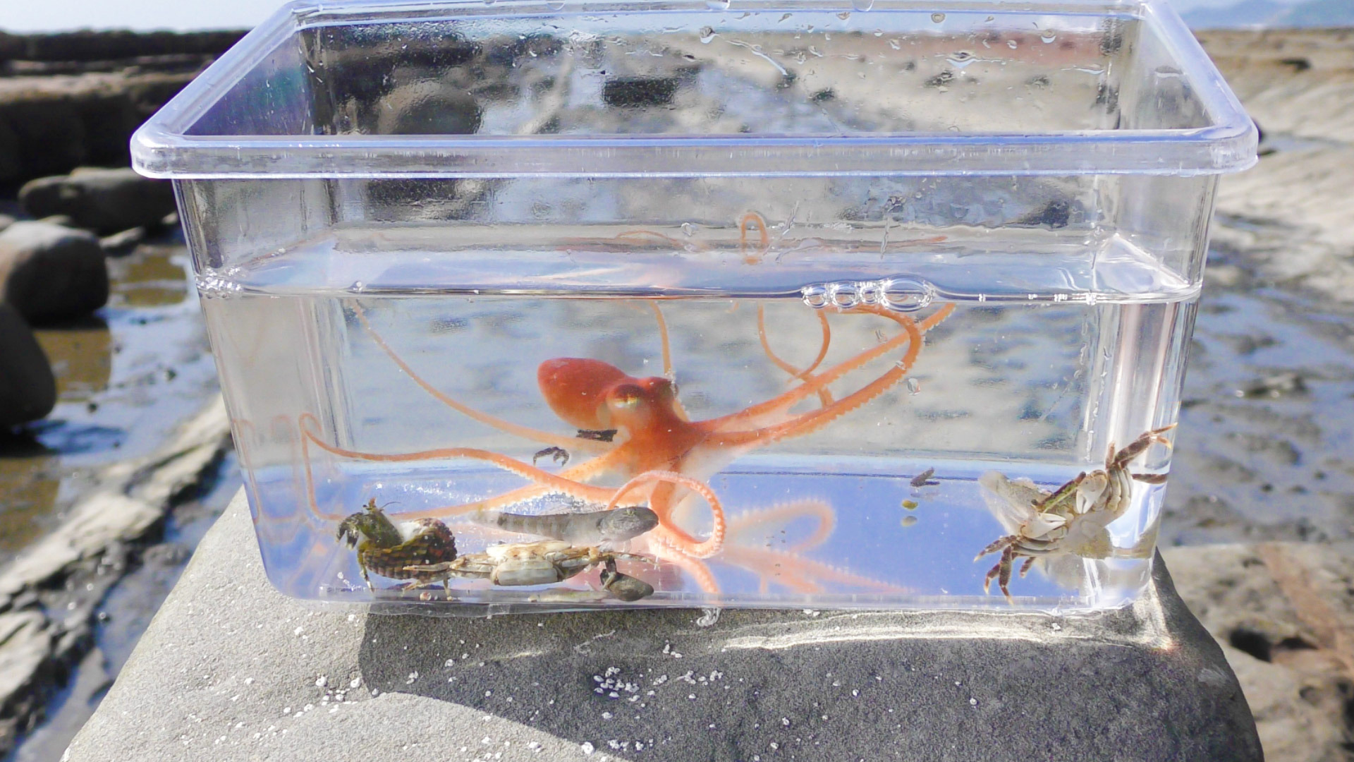 タイドプールで観察できる水中生物の画像