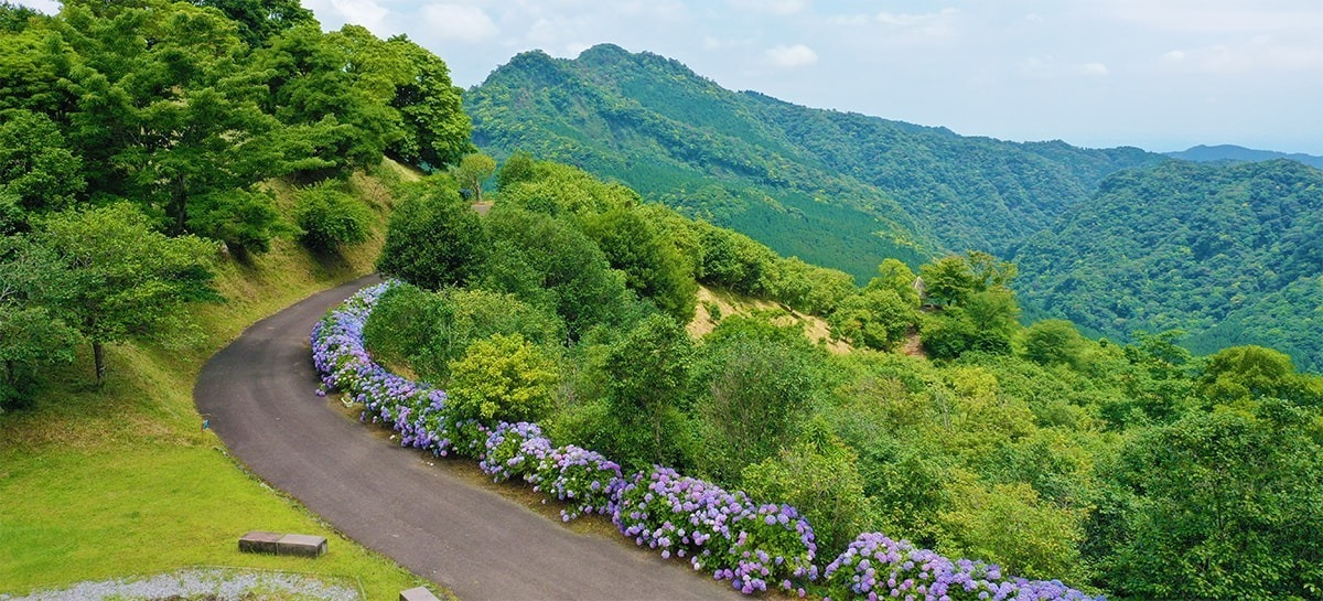 園路に沿って咲くアジサイ