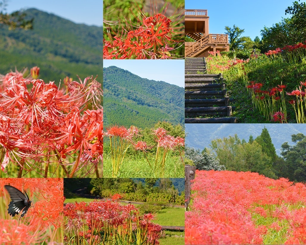 椿山の彼岸花風景