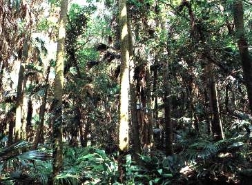 青島の亜熱帯植物群落