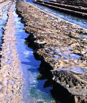 青島の隆起海床と奇形波蝕痕の写真