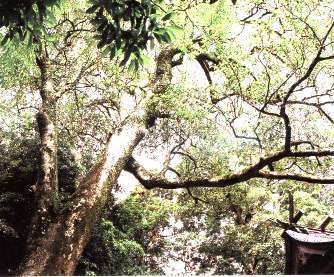 生目神社のオガタマノキの写真