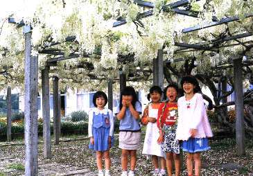 倉岡小学校のシロバナフジの写真