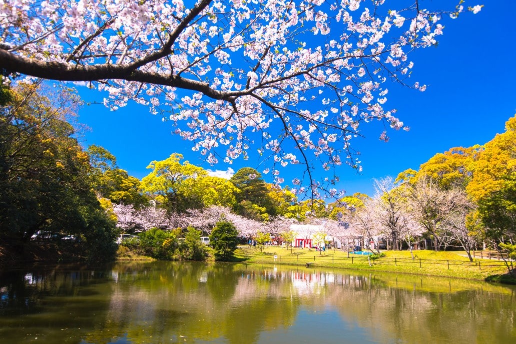 天神山公園の桜の写真