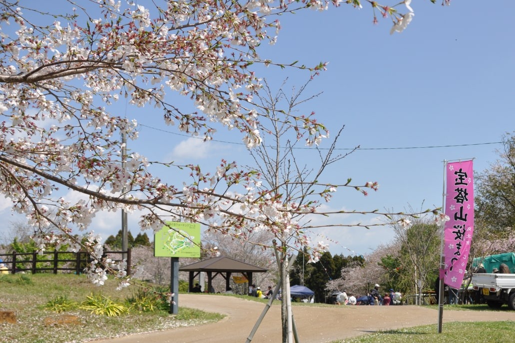 宝塔山の桜の写真