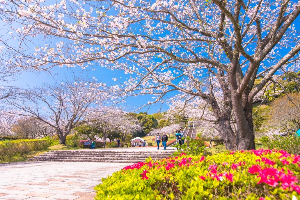 久峰公園の桜の写真