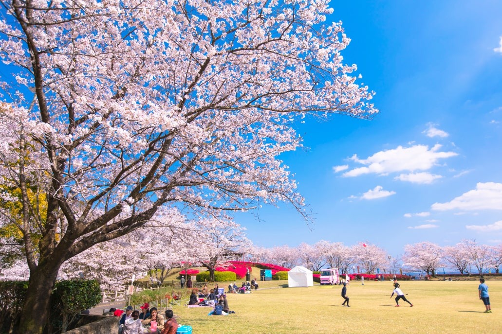 天ヶ城公園の桜の写真