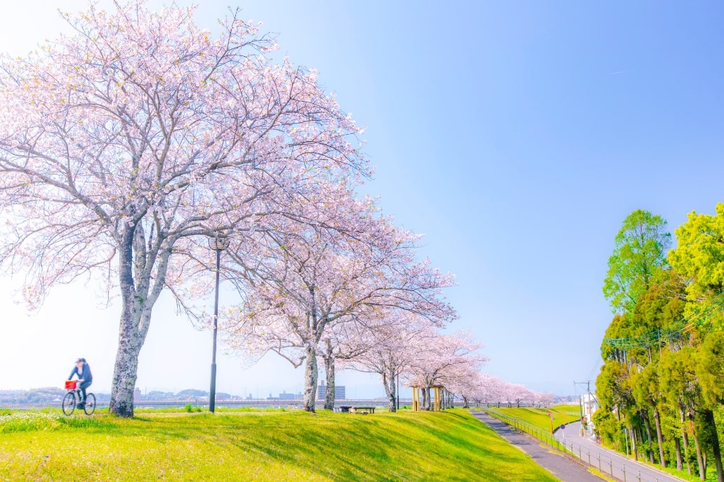 大淀川堤防沿いの桜の写真