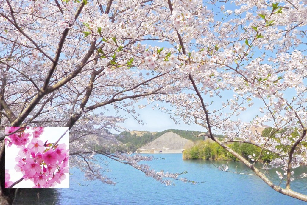 天神ダム千本桜の写真