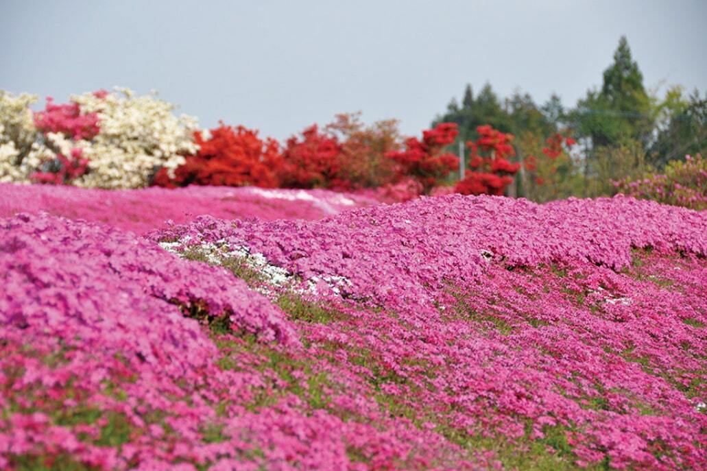 高岡芝桜の写真