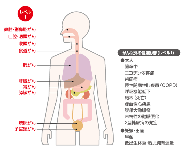 がんとの因果関係（鼻腔・副鼻腔がん、口腔・咽頭がん、喉頭がん、食道がん、肺がん、肝臓がん、胃がん、膵臓がん、膀胱がん、子宮頸がん）。がん以外の健康影響（脳卒中、ニコチン依存症、歯周病、慢性閉塞性肺疾患、呼吸機能低下、結核、虚血性心疾患、腹部大動脈瘤、未正清の動脈硬化果関係（鼻腔・副鼻腔がん、口腔・咽頭がん、喉頭がん、食道がん、肺がん、肝臓がん、胃がん、膵臓がん、膀胱がん、子宮頸がん）。がん以外の健康影響（脳卒中、ニコチン依存症、歯周病、慢性閉塞性肺疾患、呼吸機能低下、結核、虚血性心疾患、腹部大動脈瘤、末梢性の動脈硬化、2型糖尿病の発症、早産、低出生体重・胎児発育遅延）