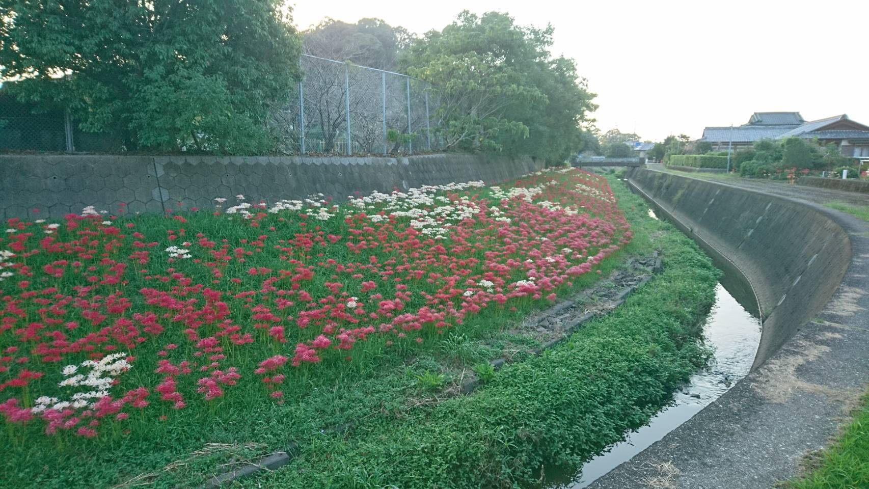 追手川彼岸花写真.jpg