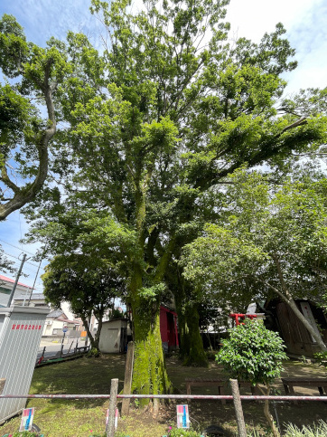 岩ヶ瀬水神神社ムクノキ_21476_marked.jpeg