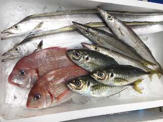鮮魚の写真