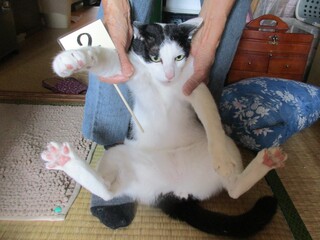 オス(去勢済)、雑種、白黒の写真