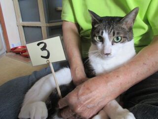 オス(去勢済)、雑種、キジ白の写真