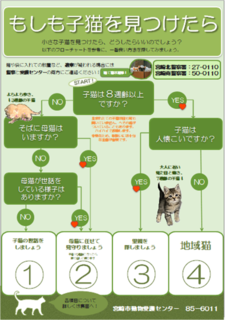 もしも子猫を見つけたら１