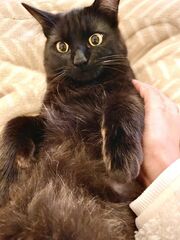 雑種、黒、去勢オス、1歳