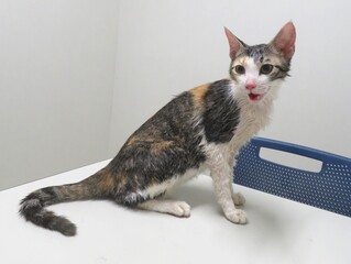 ミケ、メス、二歳