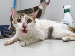 雑種、三毛、メス、2歳