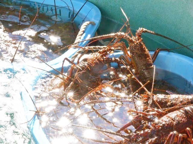 水揚げしたばかりの伊勢海老