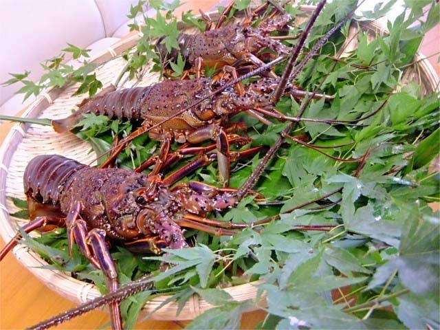 伊勢海老画像