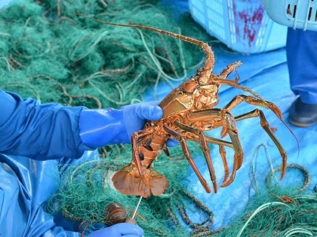 伊勢海老を網から外す