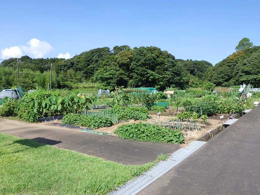 農園様子