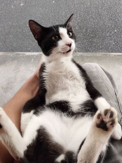 猫、黒白、オス、若齢