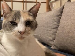 雑種、三毛、メス、約8歳