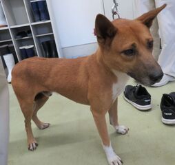 雑種、茶白、オス、成齢