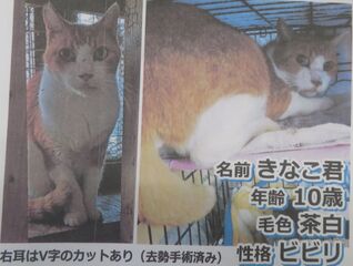 雑種、茶白、オス、10歳