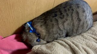 青首輪、キジ、オス。
