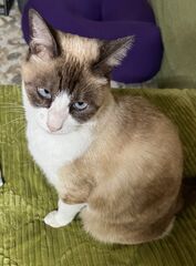 雑種(ラグドール風)、メス、13歳、細身、首輪なし、臆病。