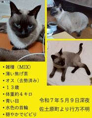 雑種、シャム系(薄いごげ茶)、オス(去勢済)、13歳、体重4キログラム、水色の首輪(鈴付)