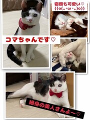 雑種、白黒、メス、4歳