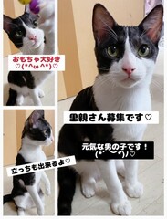 雑種、白黒、オス、5ヶ月