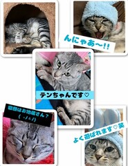 雑種、キジ、メス、3歳