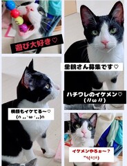 雑種、白黒、オス、5ヶ月