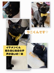 雑種、黒、オス、3歳