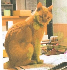 雑種、茶、尻尾は白っぽいです。オス(去勢済)、14歳、体重8キログラム。
