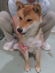 柴系雑種、茶白黒、成齢、オス