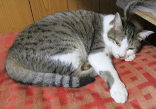 雑種、白キジ、成齢、