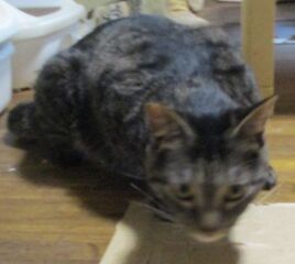 雑種、キジ、成齢、手術済み
