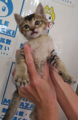 雑種、茶キジ、オス、幼齢