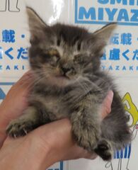 雑種、キジ、メス、幼齢
